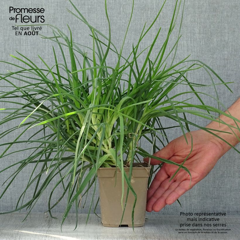 Esemplare di Bulbine frutescens - Fiore di serpente Vaso da 1L/1,5L consegnato in estate