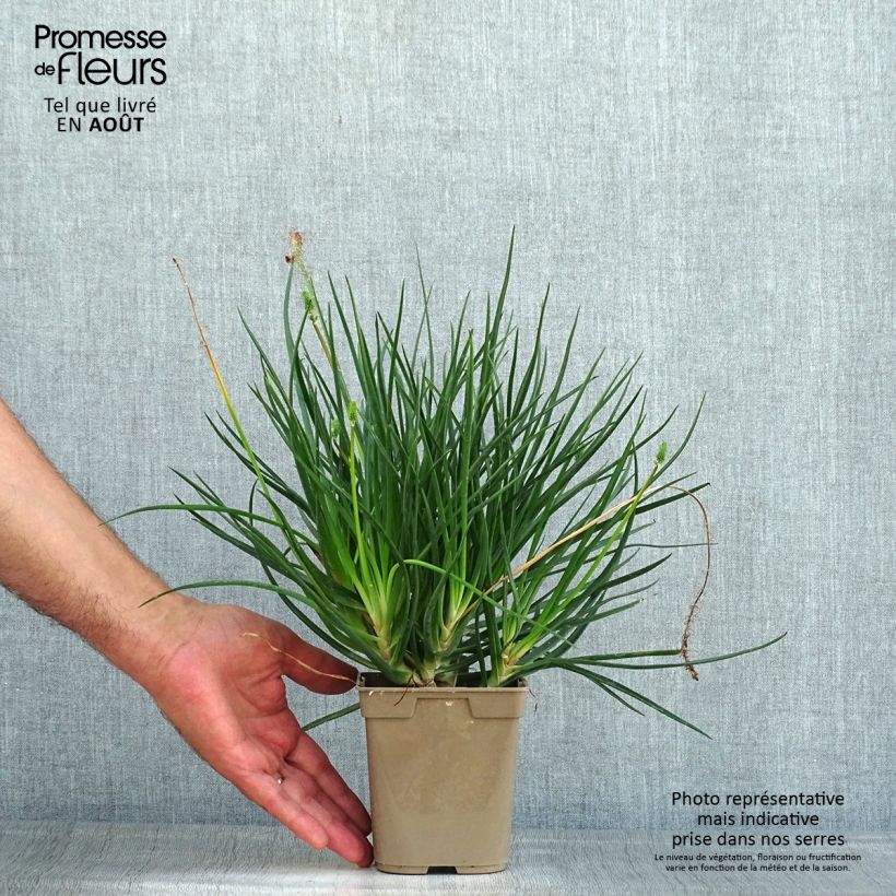 Esemplare di Bulbine frutescens Hallmarck - Fiore di serpente Vaso da 1L/1,5L consegnato in estate