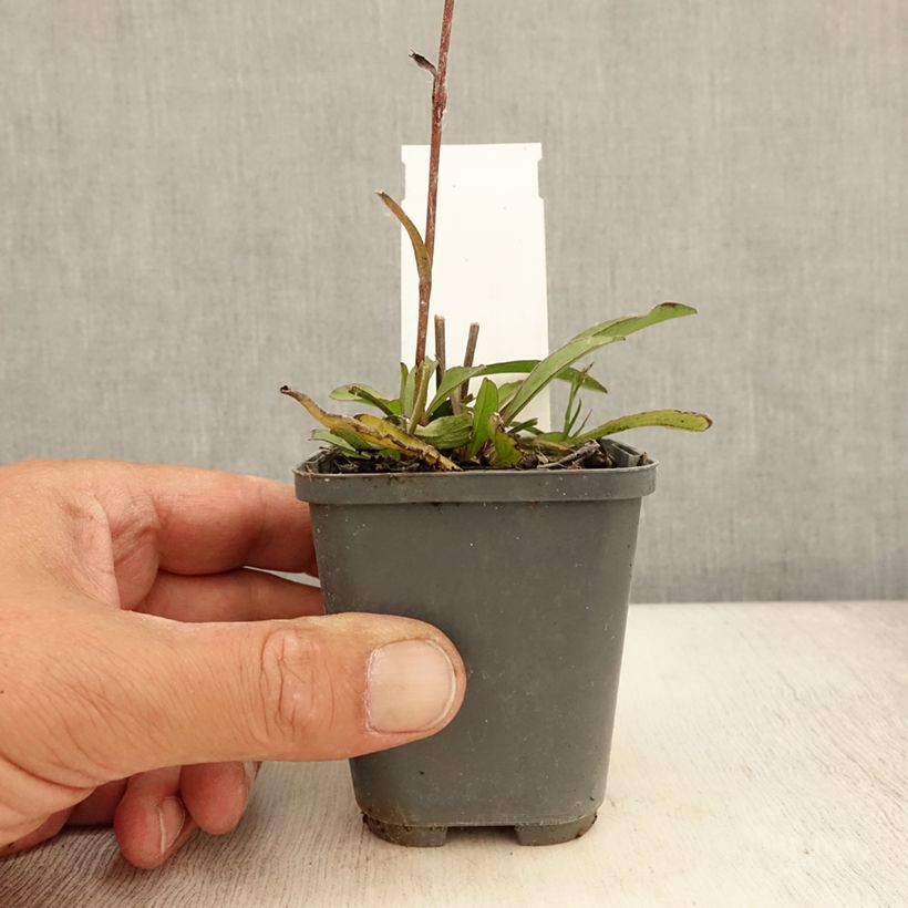 Esemplare di Buphthalmum salicifolium Dora - Asteroide salicina Vasetto da 8/9 cm consegnato in estate