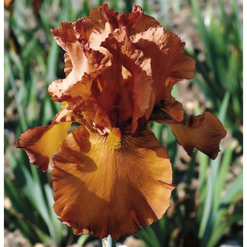 Iris germanica Cable Car - Giaggiolo paonazzo (Fioritura)