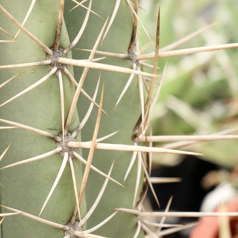 Echinopsis pasacana - Cactus (Fogliame)