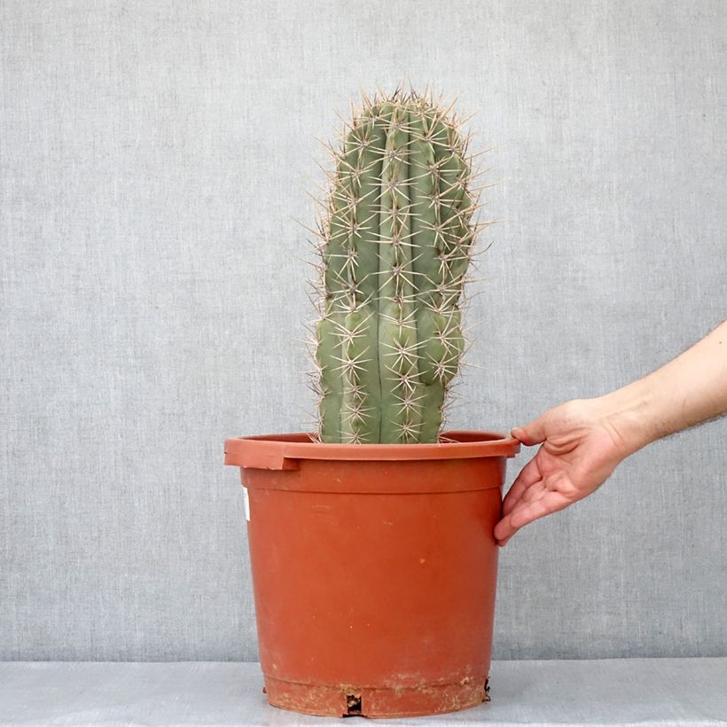 Echinopsis pasacana - Cactus Vaso da 12L/15L esemplare consegnato in primavera