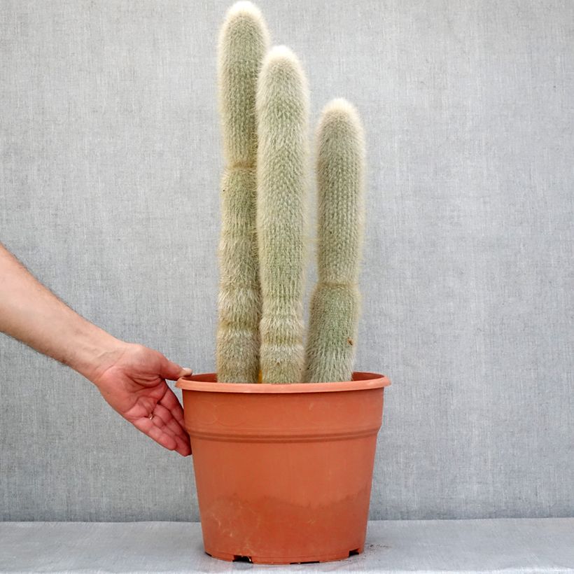 Cleistocactus strausii - Cactus Vaso da 12L/15L esemplare consegnato in primavera