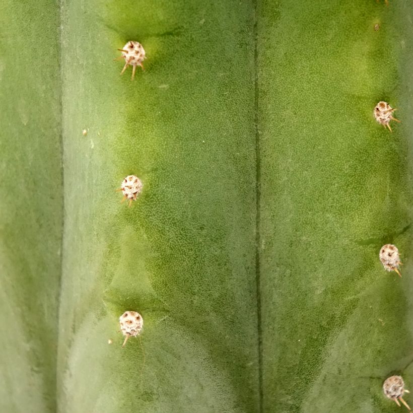 Trichocereus pachanoi - Cactus San Pedro (Fogliame)