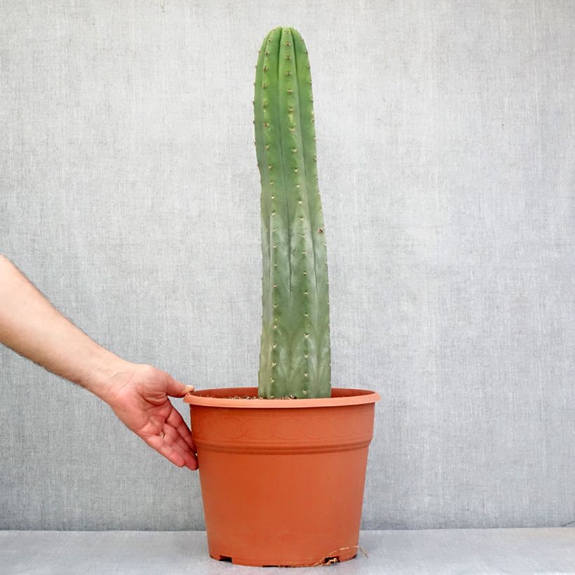 Trichocereus pachanoi - Cactus San Pedro Vaso da 12L/15L esemplare consegnato in primavera