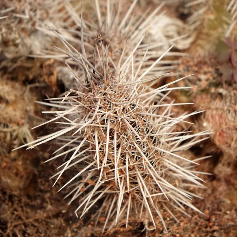 Cactus - Lobivia cardenasiana (Fogliame)