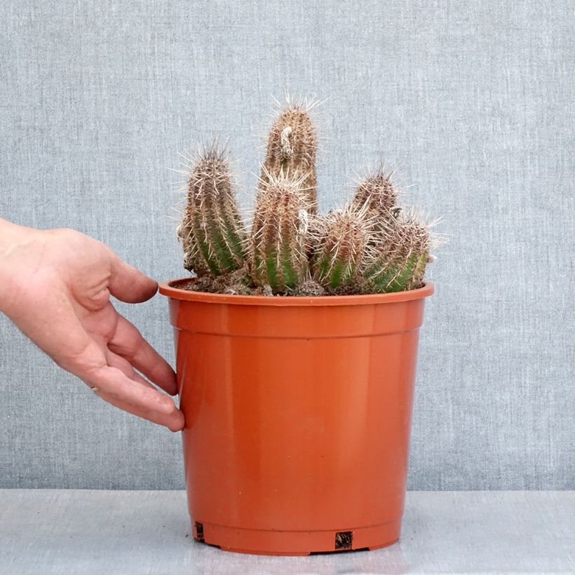 Cactus - Lobivia cardenasiana - Pot de 4L/5L esemplare consegnato in primavera