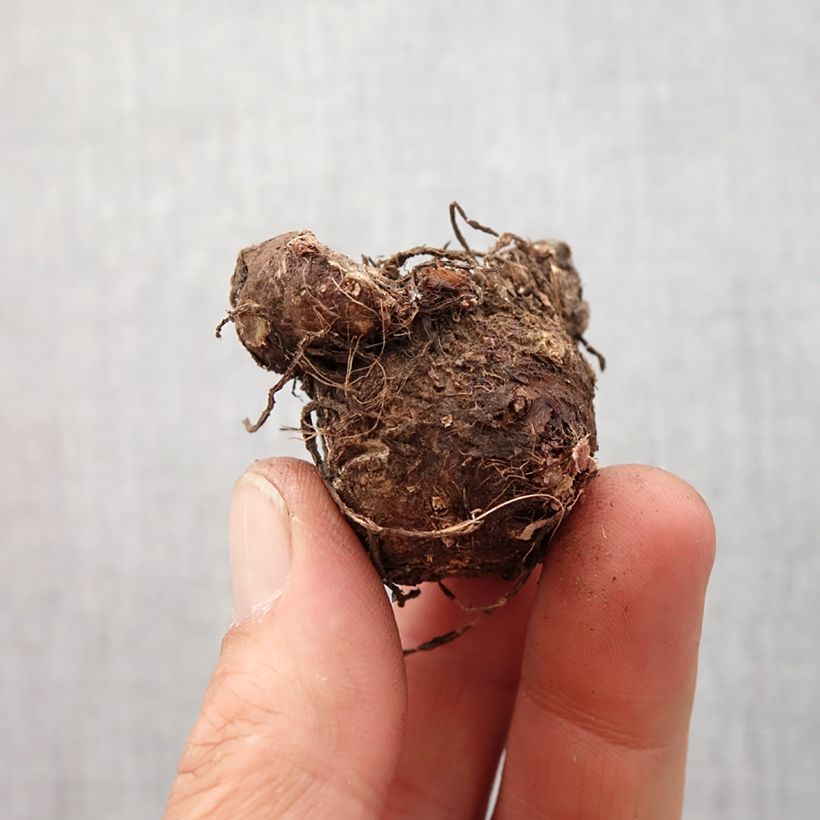 Caladium White Queen - Caladio Bulbo taglia 4+ esemplare consegnato in primavera