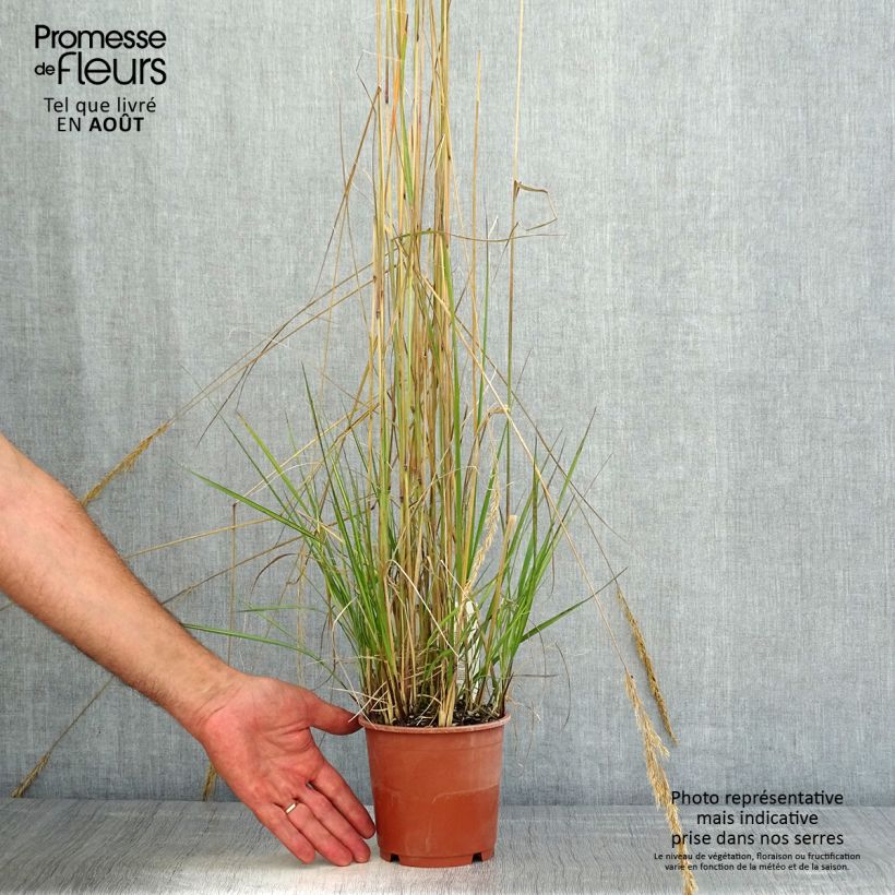 Esemplare di Calamagrostis acutiflora Avalanche Vaso da 1L/1,5L consegnato in estate