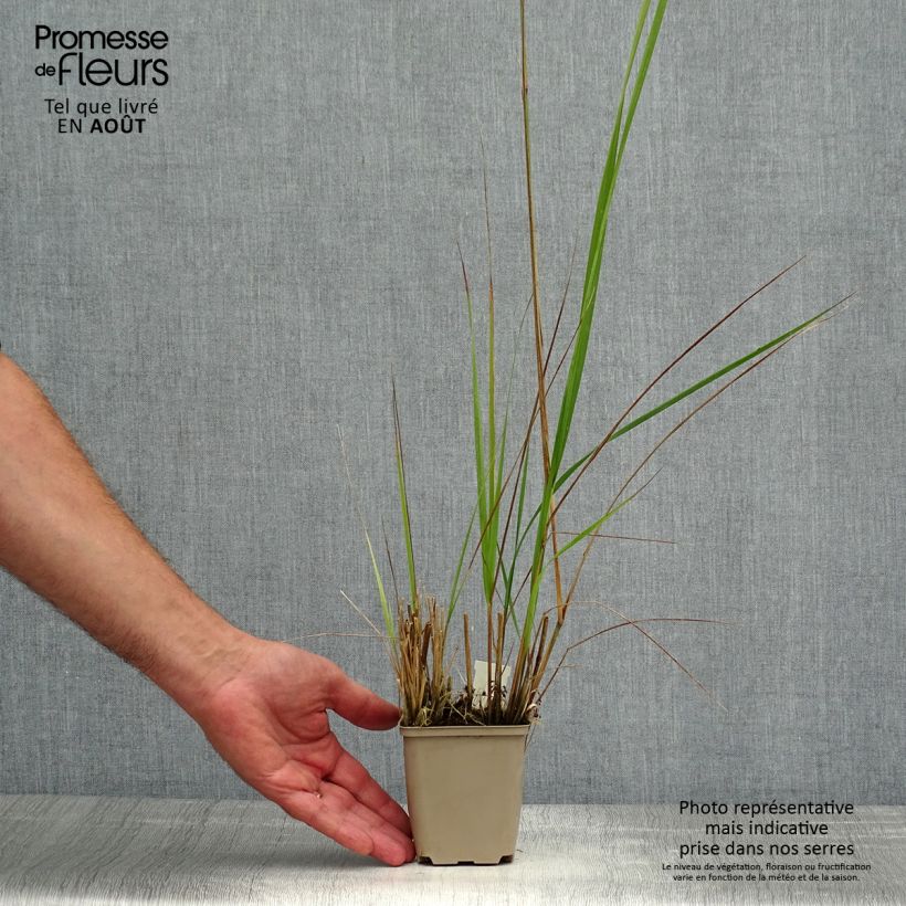 Esemplare di Calamagrostis acutiflora Avalanche Vasetto da 8/9 cm consegnato in estate