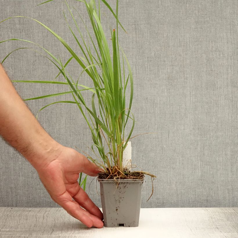 Esemplare di Calamagrostis acutiflora Karl Foerster Vasetto da 8/9 cm consegnato in estate
