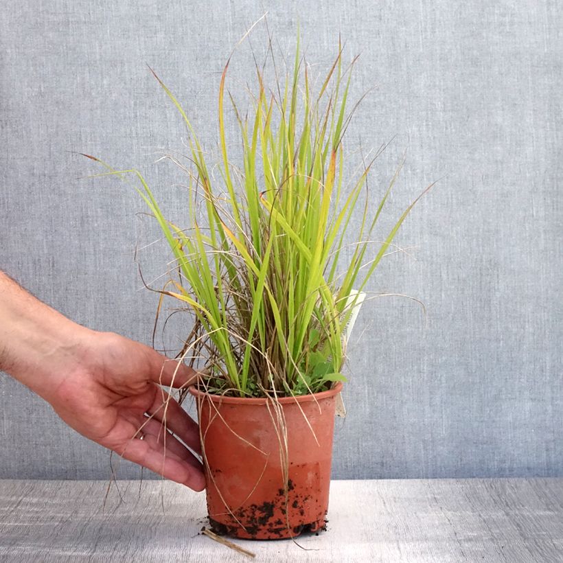 Esemplare di Calamagrostis acutiflora Waldenbuch Vaso da 1L/1,5L consegnato in estate