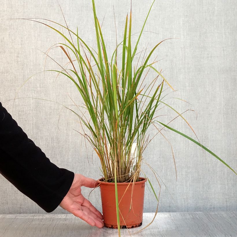 Esemplare di Calamagrostis brachytricha Vaso da 1L/1,5L come consegnato in autunno