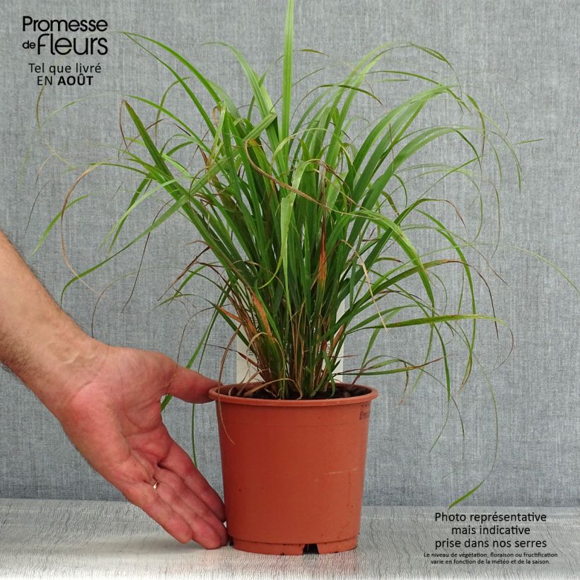 Esemplare di Calamagrostis brachytricha Vaso da 1L/1,5L consegnato in estate