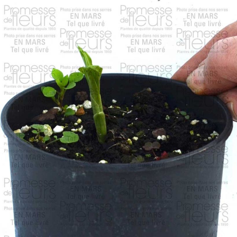 Esempio di esemplare Calanthe discolor Bulbo taglia I come consegnato