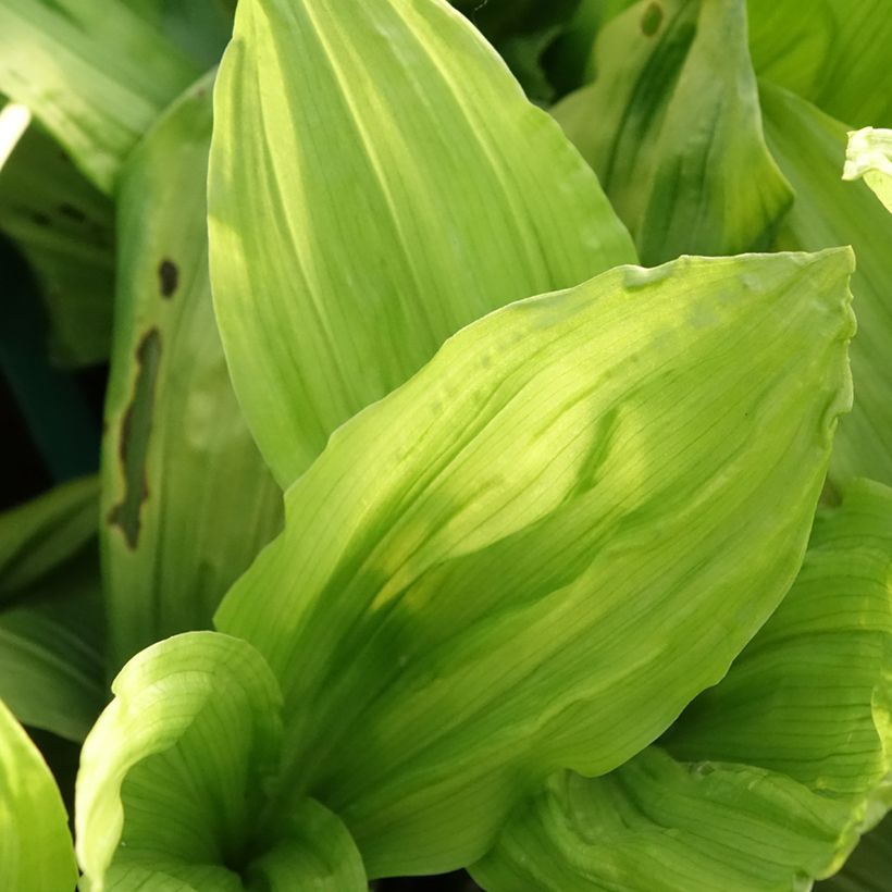 Calanthe discolor (Fogliame)