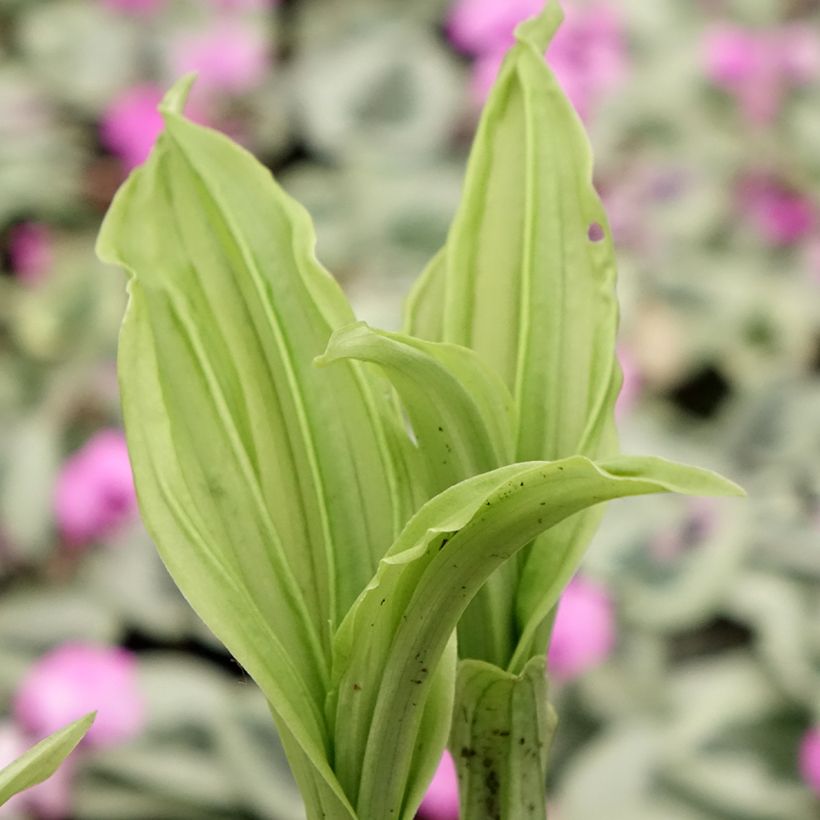 Calanthe Pink & Cream (Fogliame)