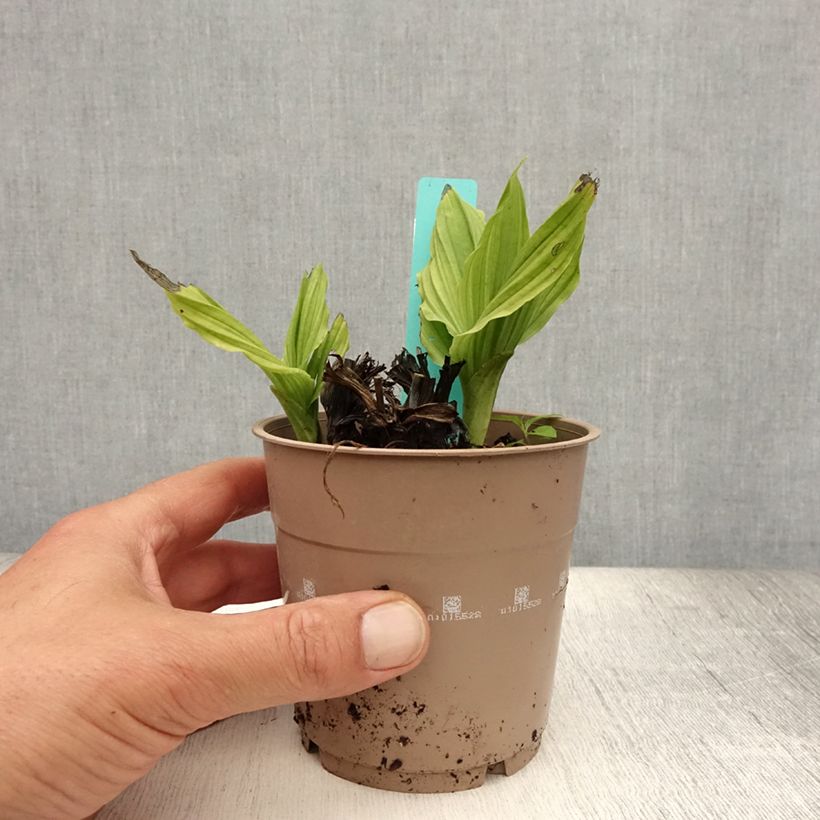 Esemplare di Calanthe reflexa Vaso da 1,5L/2L taglia I consegnato in estate