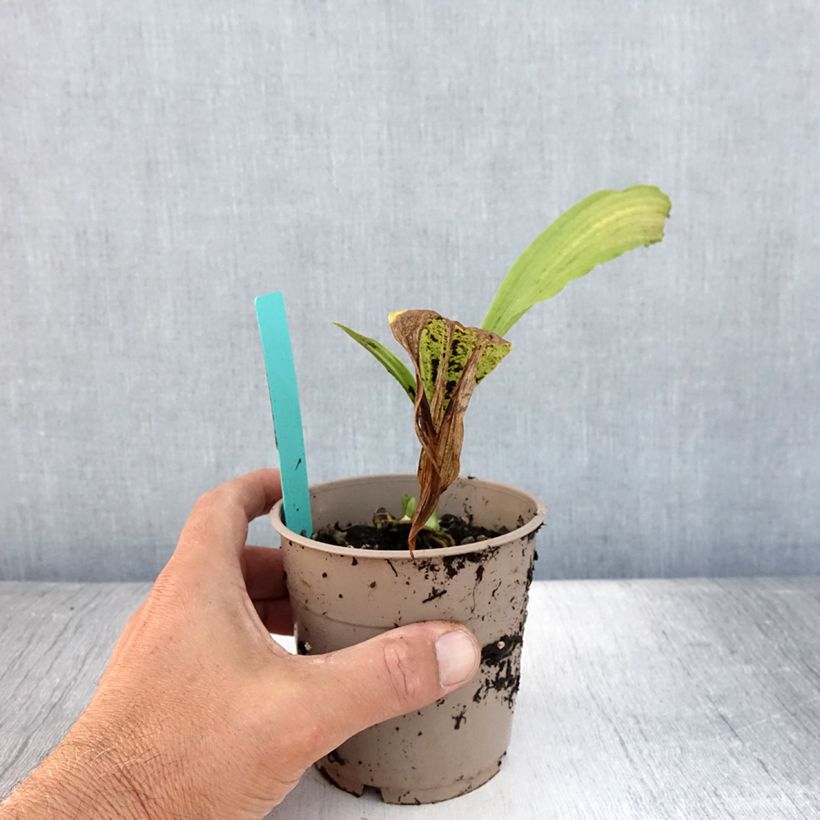 Esemplare di Calanthe tricarinata Vaso da 1L/1,5L taglia I consegnato in estate