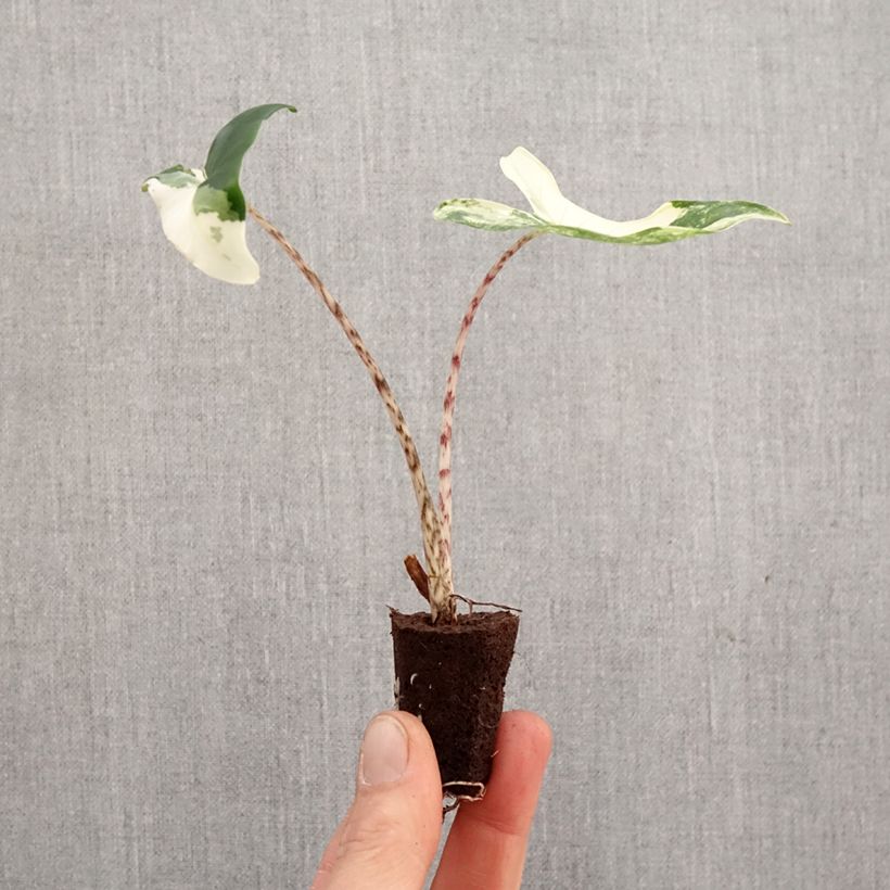 Calathea Beauty Star - Mini-motte Ø 3/4 cm esemplare consegnato in primavera