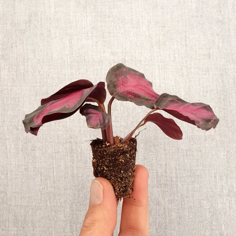 Calathea Crimson - Mini-motte Ø 3/4 cm esemplare consegnato in primavera