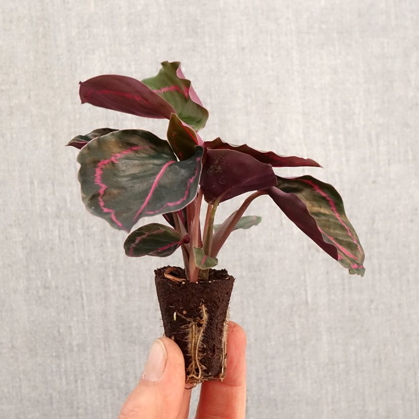 Calathea Dottie - Mini-motte Ø 3/4 cm esemplare consegnato in primavera