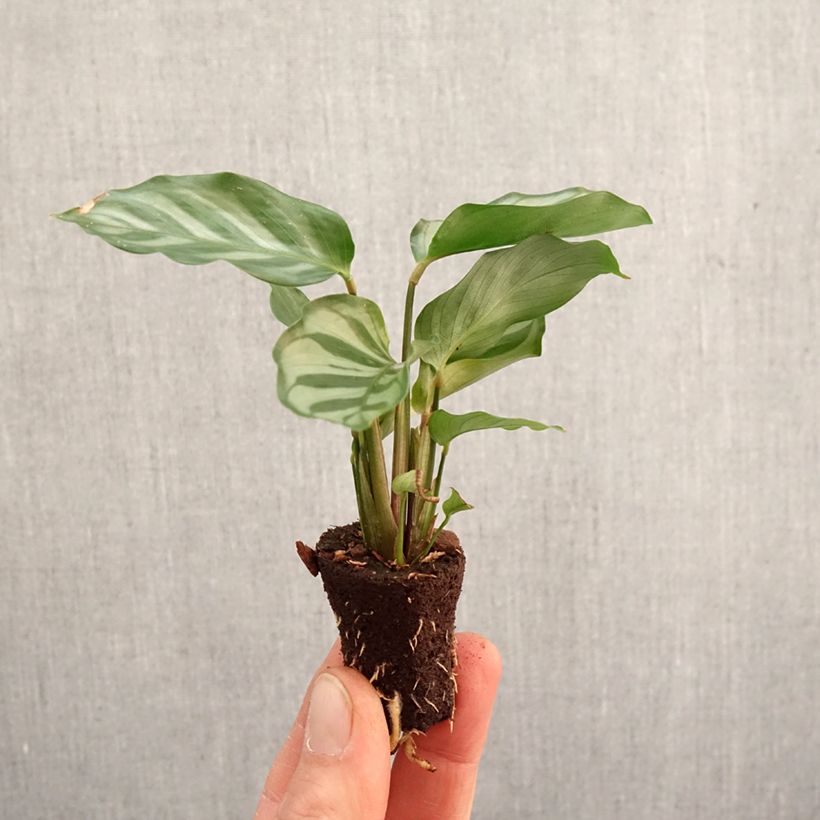 Calathea Freddie - Mini-motte Ø 3/4 cm esemplare consegnato in primavera
