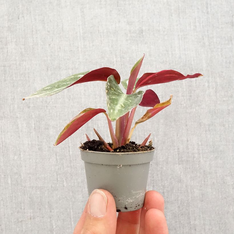 Calathea Magic Star - Motte 5 cm x 7 cm esemplare consegnato in primavera