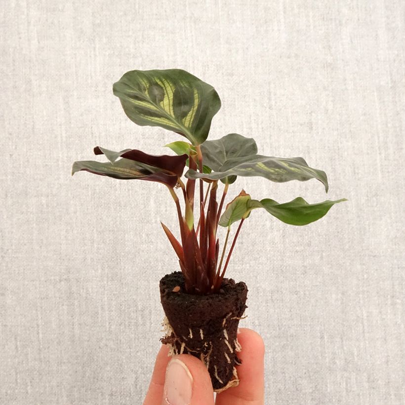 Calathea makoyana - Mini-motte Ø 3/4 cm esemplare consegnato in primavera