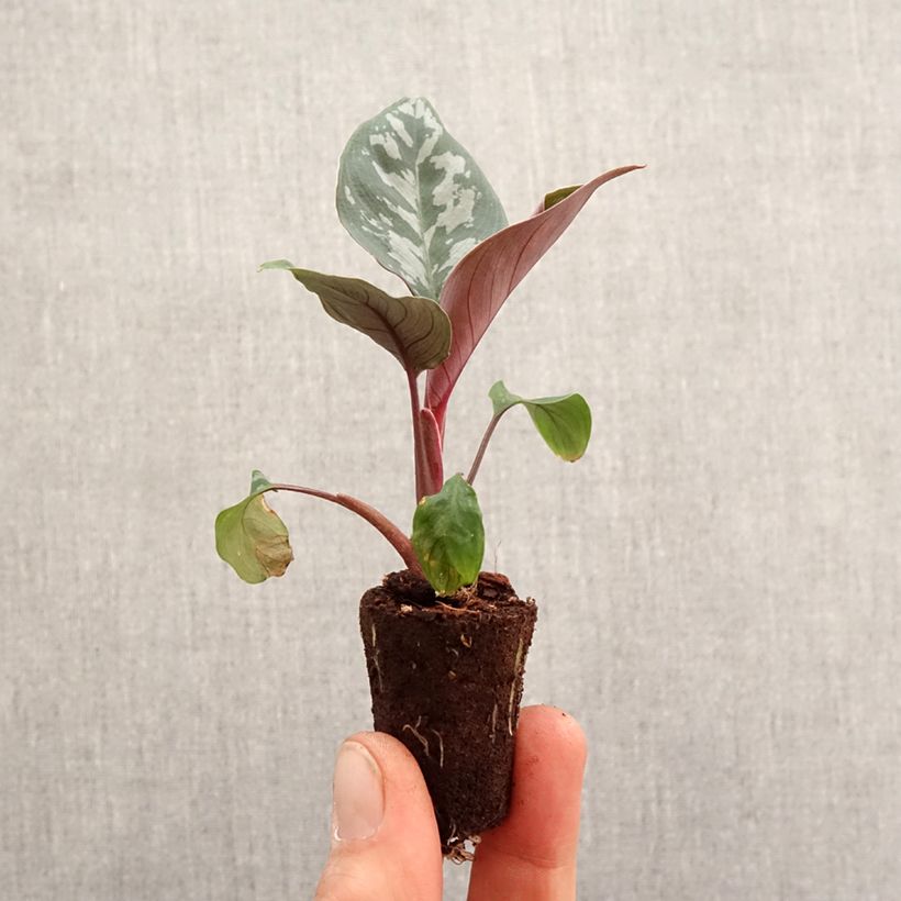 Calathea Maui Queen - Mini-motte Ø 3/4 cm esemplare consegnato in primavera