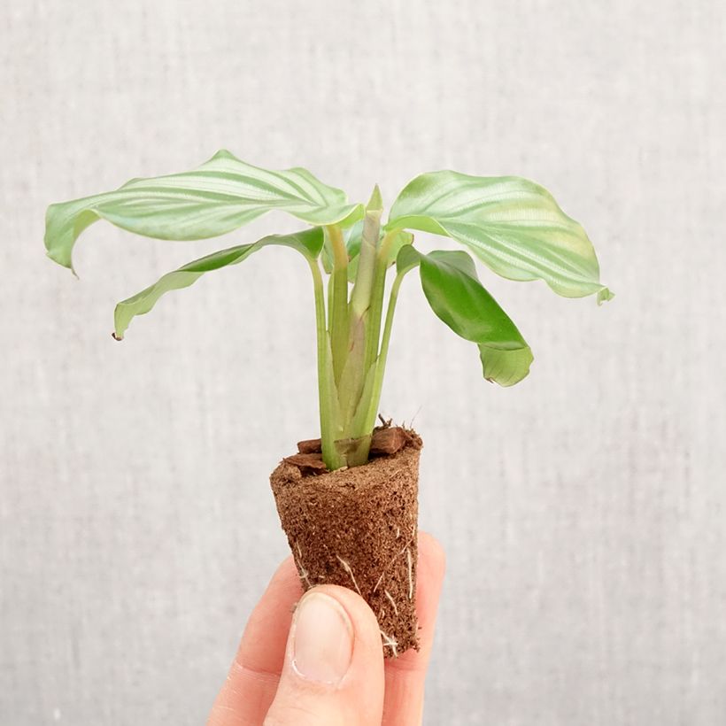 Calathea orbifolia - Mini-motte Ø 3/4 cm esemplare consegnato in primavera