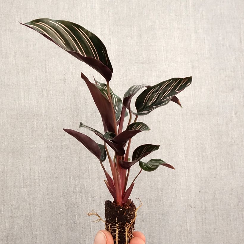 Calathea ornata - Mini-motte Ø 3/4 cm esemplare consegnato in primavera