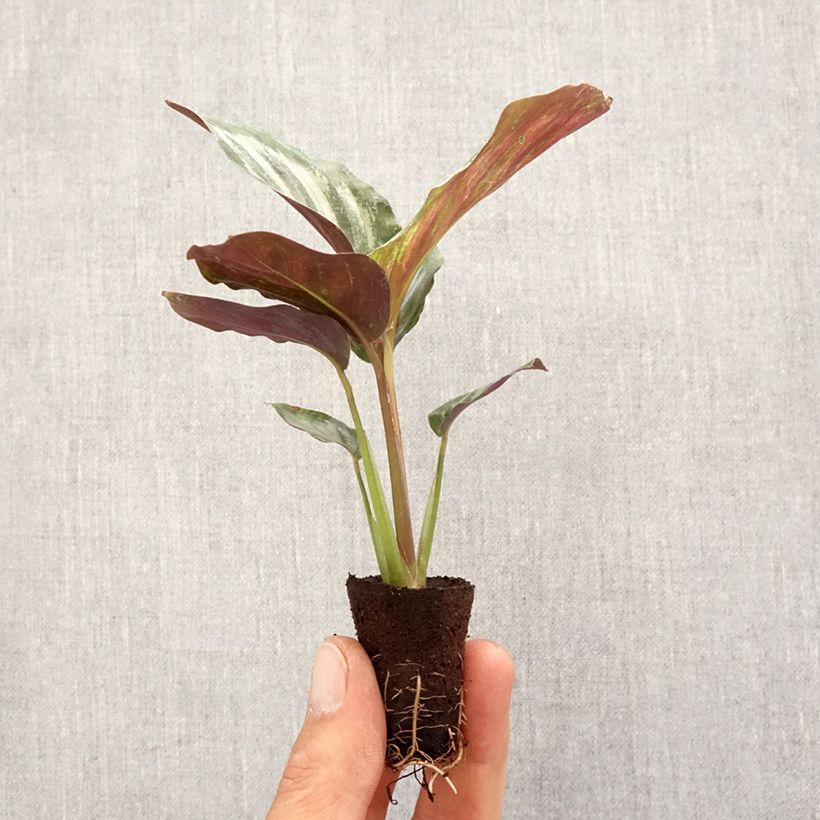 Calathea Peacock Mini-plante esemplare consegnato in primavera