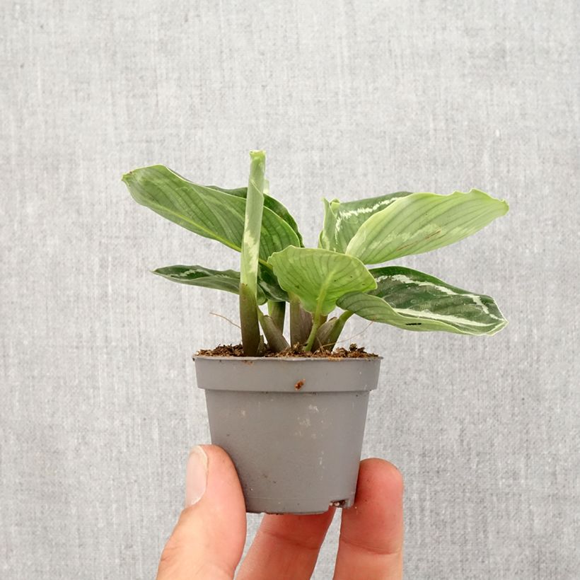 Calathea roseopicta Green - Motte 5 cm x 7 cm esemplare consegnato in primavera
