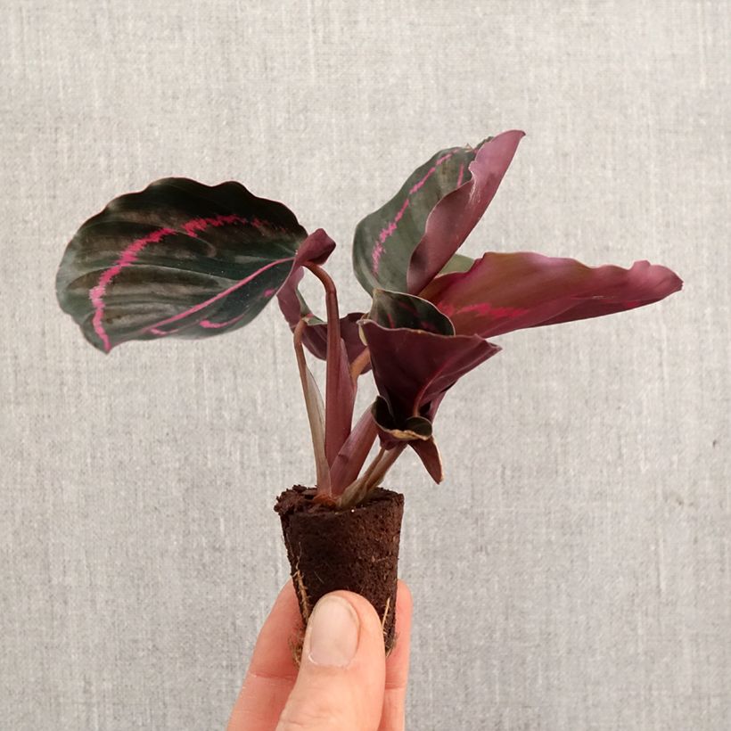 Calathea roseopicta - Mini-motte Ø 3/4 cm esemplare consegnato in primavera