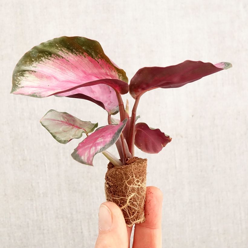 Calathea roseopicta Rosy - Mini-motte Ø 3/4 cm esemplare consegnato in primavera