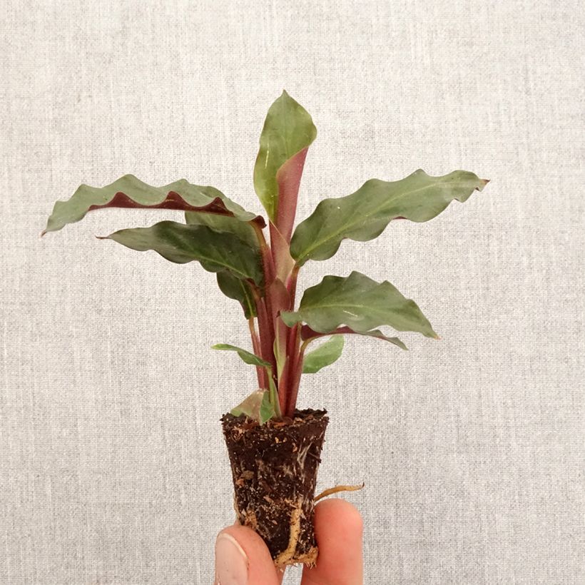 Calathea rufibarba Mini-plante esemplare consegnato in primavera