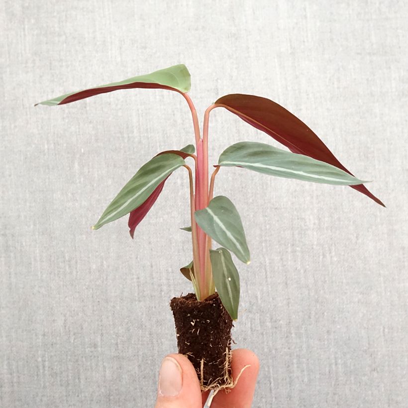 Calathea sanguinea - Mini-motte Ø 3/4 cm esemplare consegnato in primavera