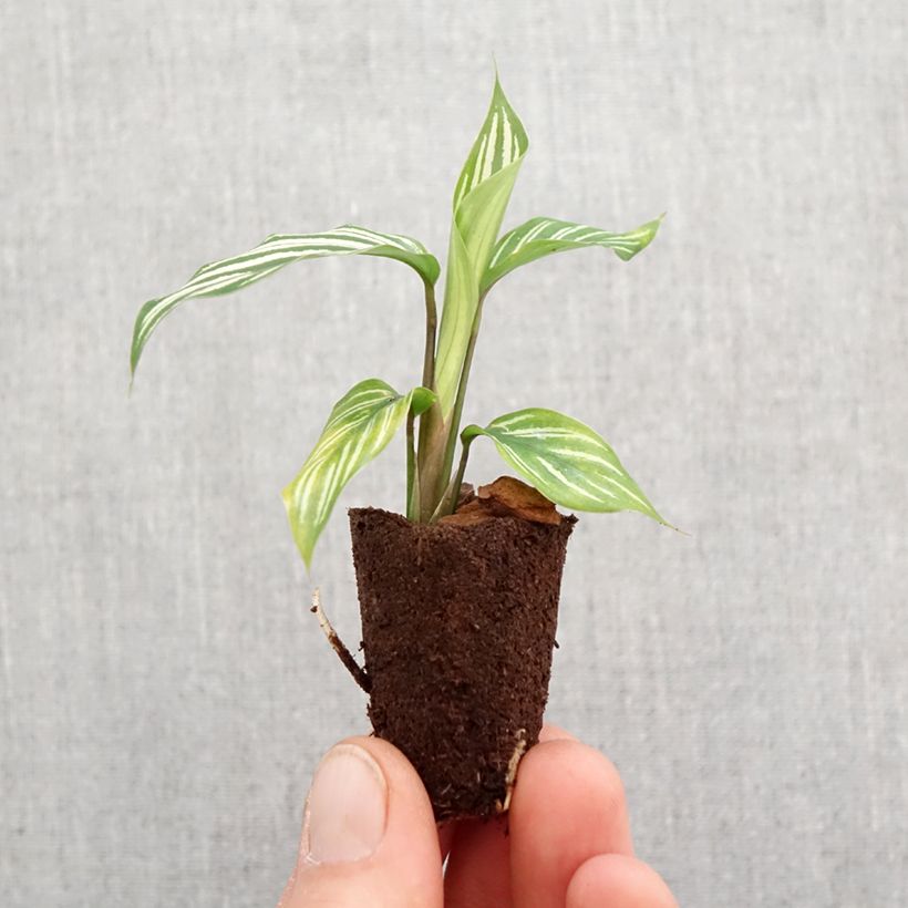 Calathea vittata - Mini-motte Ø 3/4 cm esemplare consegnato in primavera