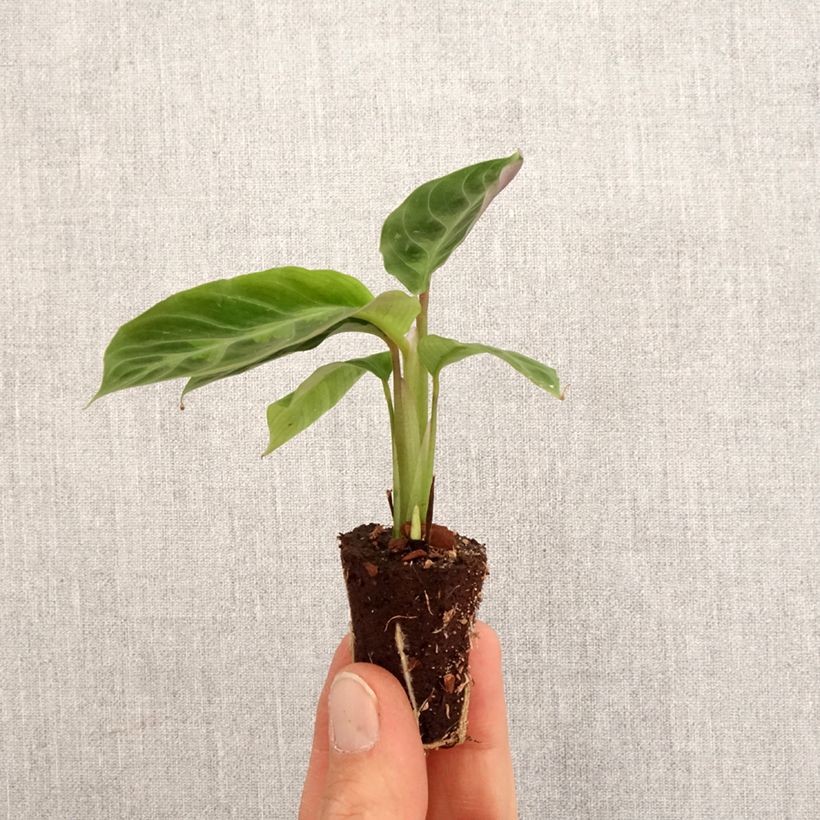 Calathea warscewiczii - Mini-motte Ø 3/4 cm esemplare consegnato in primavera