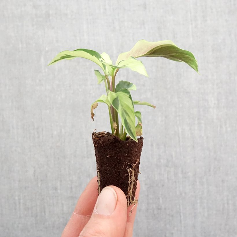 Calathea Yellow Fusion - Mini-motte Ø 3/4 cm esemplare consegnato in primavera