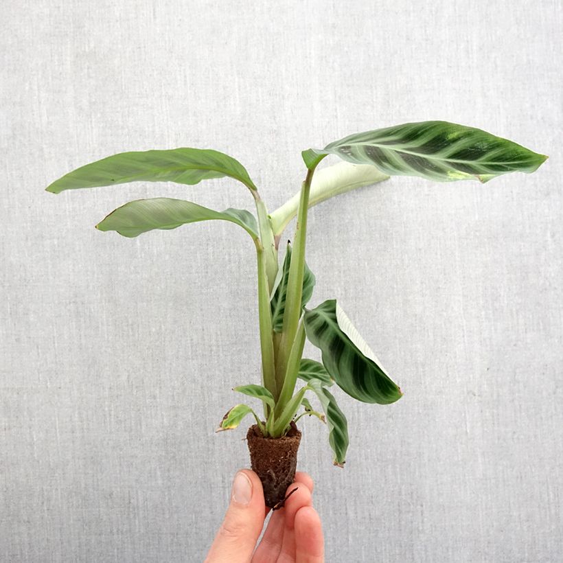 Calathea zebrina - Mini-motte Ø 3/4 cm esemplare consegnato in primavera