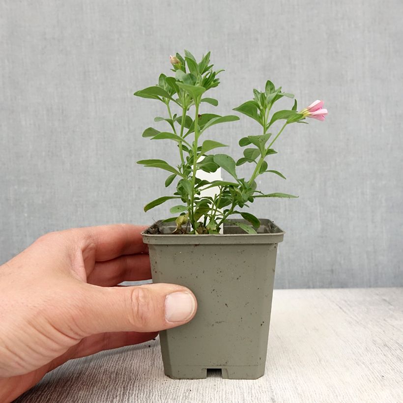 Calibrachoa Noa Bubblegum - Petunia nana Vaso da Ø 10 cm/11 cm esemplare consegnato in primavera