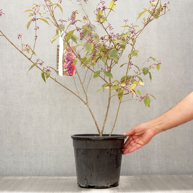 Esemplare di Callicarpa bodinieri Imperial Pearl Vaso da 7,5L/10L consegnato in estate