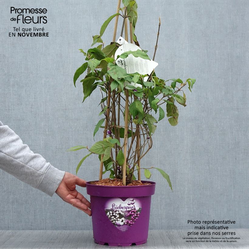 Esemplare di Callicarpa bodinieri Liebespaar Vaso da 7,5L/10L come consegnato in autunno