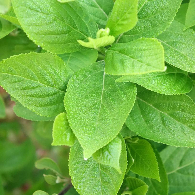 Callicarpa bodinieri Liebespaar (Fogliame)