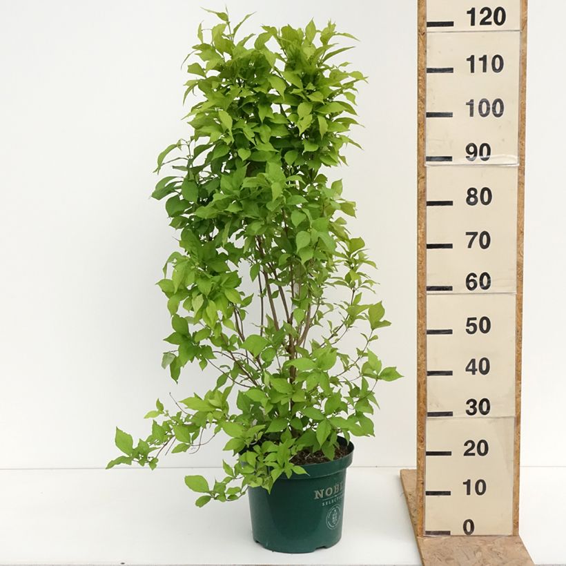 Callicarpa bodinieri Magical Snowqueen Vaso da 7,5L/10L esemplare consegnato in primavera