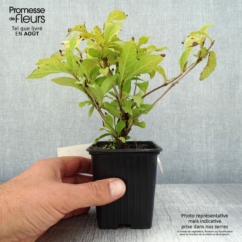Esemplare di Callicarpa bodinieri Magical Snowstar Vasetto da 8/9 cm consegnato in estate