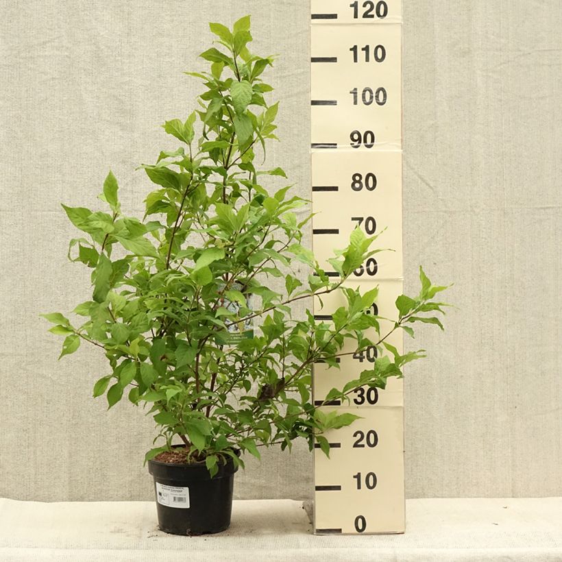 Esemplare di Callicarpa bodinieri Magical Snowstar Vaso da 3L/4L consegnato in estate