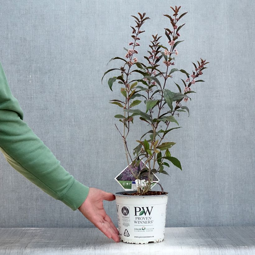 Esemplare di Callicarpa bodinieri Pearl Glam Vaso da 3L/4L consegnato in estate